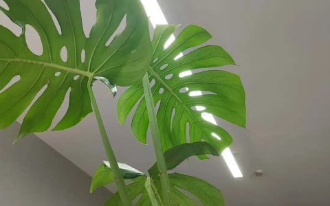 最科学的工具做最玄学的事：我们为何钟爱AI算命？
