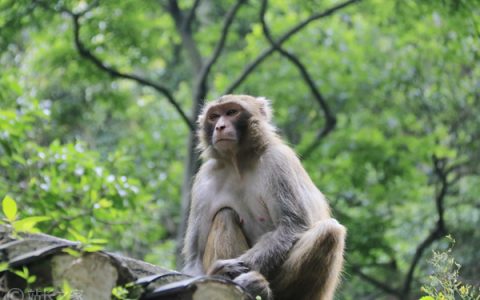 谷歌发布 SpeciesNet AI 模型 助力野生动物识别