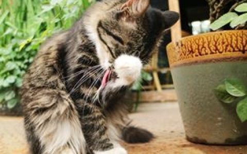 AI“魔改”宠物跳舞爆红网络：猎奇、荒诞成流量密码